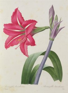 アマリリスbresiliensis（ブラジルアマリリス）、ビクターによって彫刻された、「Choix des Plus Belles Fleur」、1827-33年